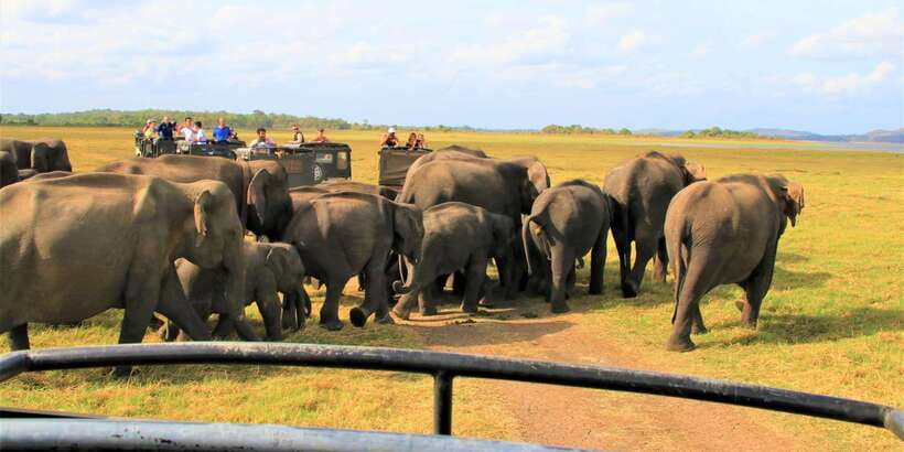 From Colombo: Private Minneriya National Park Day Safari - Who will enjoy this safari most