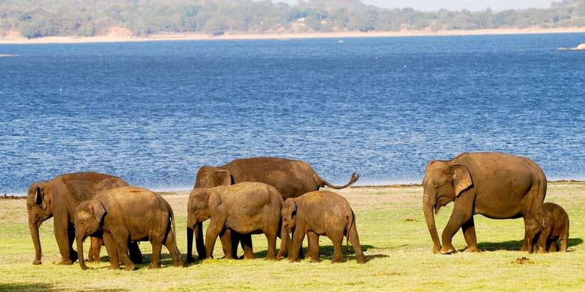 From Colombo: Private Minneriya National Park Day Safari - What to bring and what to leave behind