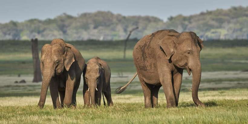 From Colombo: Private Minneriya National Park Day Safari - The 8:00 AM pickup and long northbound drive