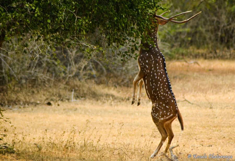 From Colombo : Yala National Park Safari With Tickets - Key points at a glance