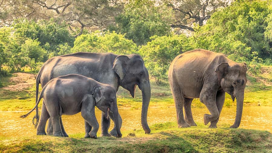 From Colombo : Yala National Park Safari With Tickets - Who should book this Colombo safari?