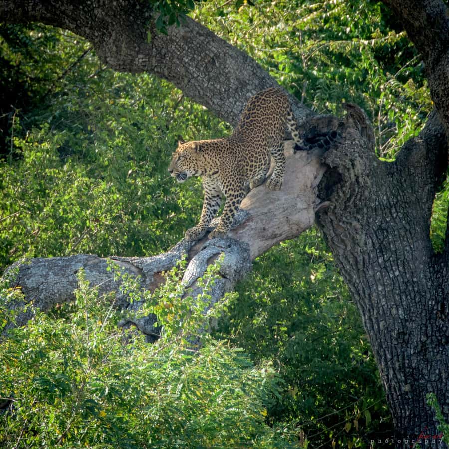 From Colombo : Yala National Park Safari With Tickets - Why Yala is worth the long ride from Colombo