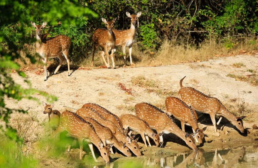 From Colombo : Yala National Park Safari With Tickets - What the road journey is like