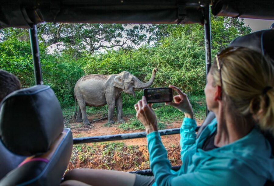 From Colombo : Yala National Park Safari With Tickets - What animals you might actually see