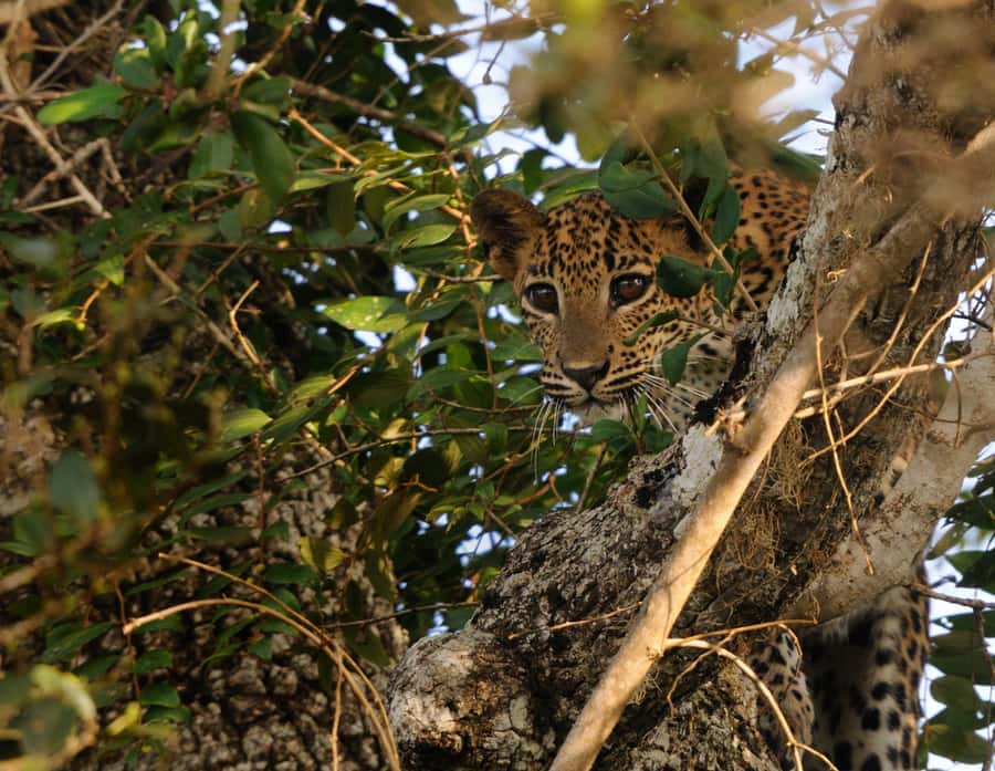 From Colombo : Yala National Park Safari With Tickets - Is $200 per person good value?