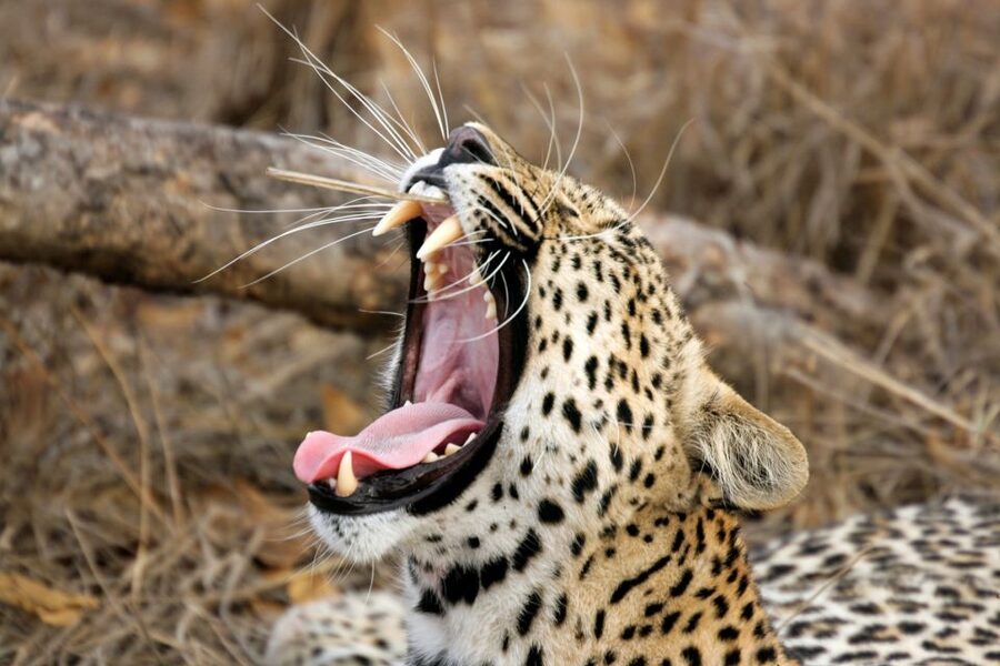 From Colombo: Yala National Park Safari with Transfer - Beyond leopards: elephants, bears, and water holes
