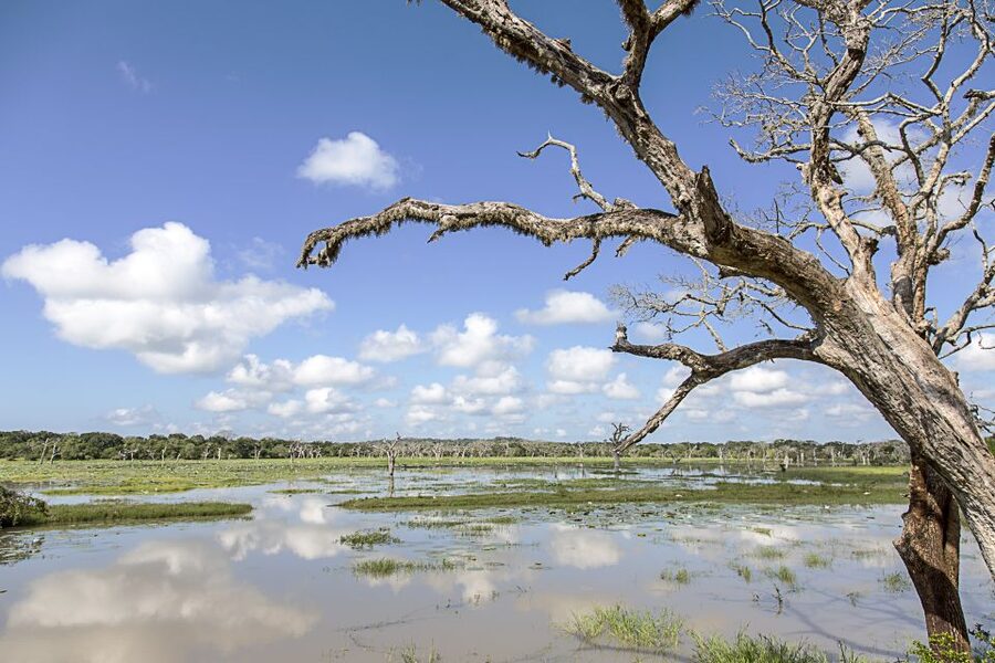 From Colombo: Yala National Park Safari with Transfer - The human side of the safari