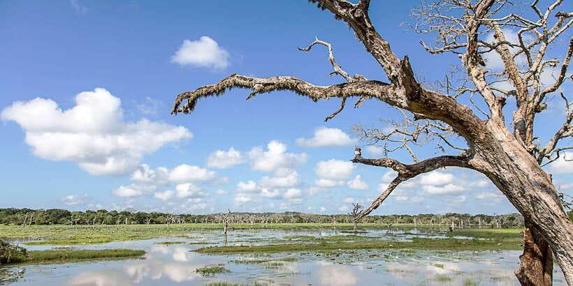 From Colombo: Yala National Park Safari with Transfer - Food, timing, and what to bring