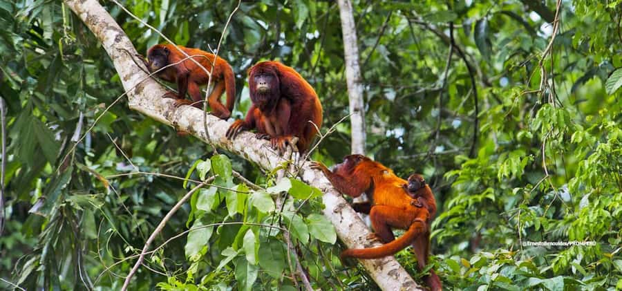 From Cusco: 4-Day Manu National Park Guided Tour - The long road back to Cusco
