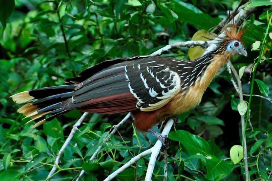 From Cusco: 4-Day Manu National Park Guided Tour - Pillcopata, wildlife rescue, and the first boat ride