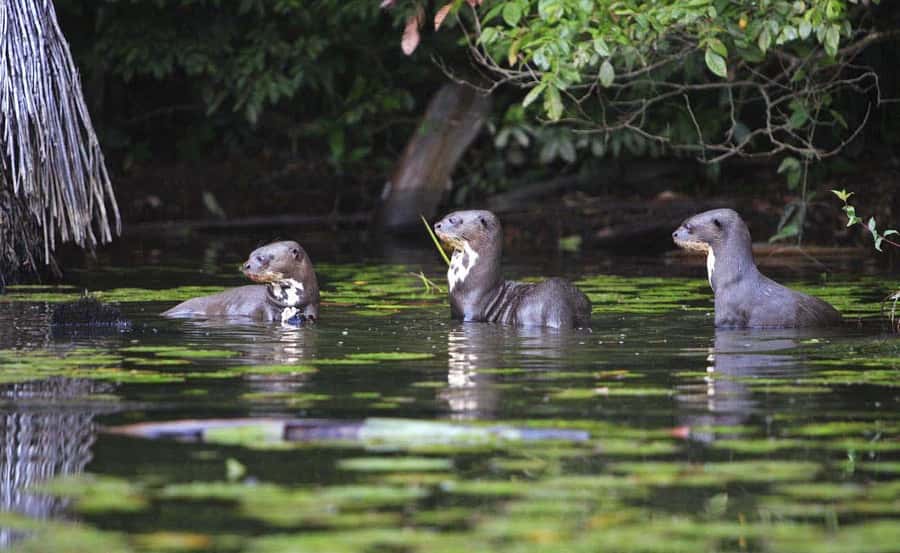 From Cusco: Manu National Park 3 Day Tour - How good is the $370 value?