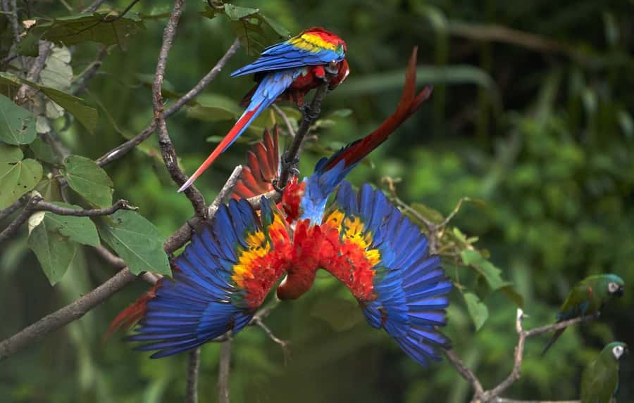 From Cusco: Manu National Park 3 Day Tour - Who should book this three-day route?