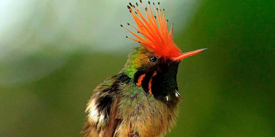 From Cusco: Manu National Park Tour & Accommodation 3 Days - From Cusco to Manu, one road and several worlds