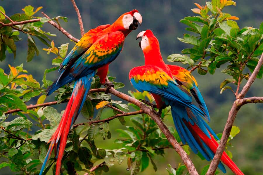 From Cusco: Manu National Park Tour & Accommodation 3 Days - Day two, boats and Machuhuasi Oxbow Lake