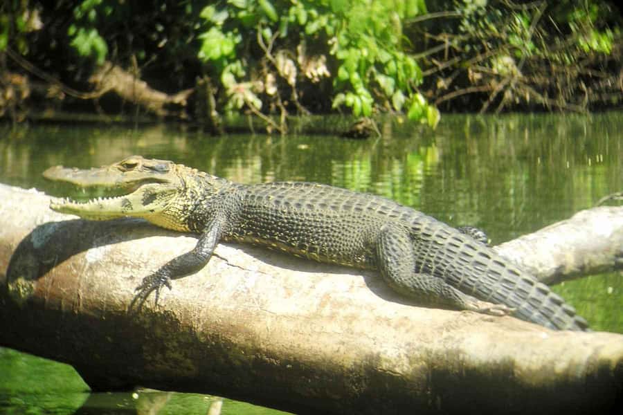 From Cusco: Manu National Park Tour & Accommodation 3 Days - Food, comfort and the practical trade-offs