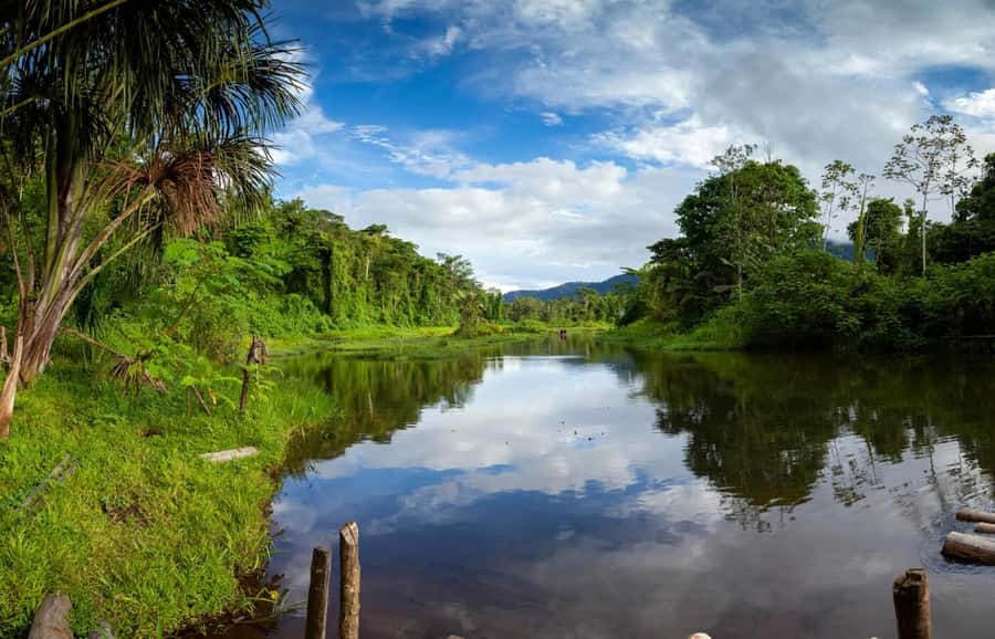 From Cusco: Manu National Park Tour & Accommodation 3 Days - Day three, plants and the road back to Cusco