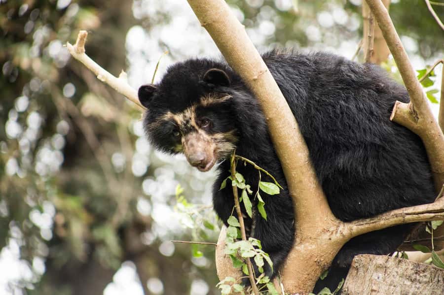 From Cusco: Manu National Park Tour & Accommodation 3 Days - Who should book this three-day Manu trip?