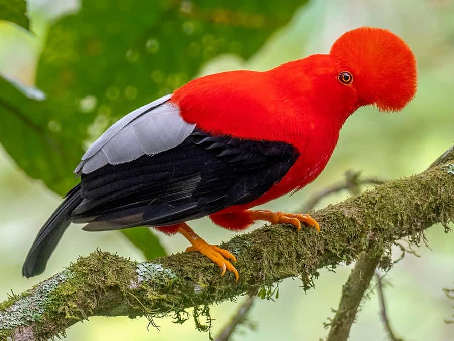 From Cusco: Manu National Park Tour & Accommodation 3 Days - Should you book it?