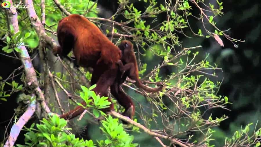 From Cusco: Manu National Park Tour & Accommodation 3 Days - A basic hostel with plenty to do after arrival