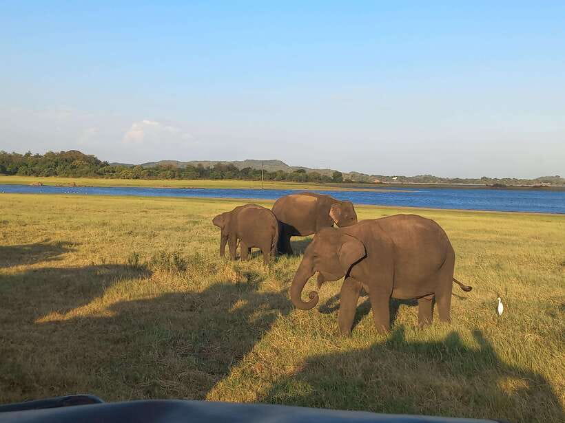 From Dambulla: Minneriya National Park wild Jeep Safari - Key points to know before booking