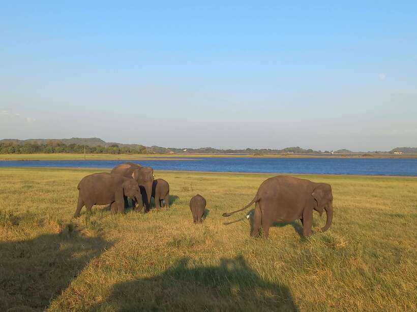 From Dambulla: Minneriya National Park wild Jeep Safari - Why elephants make Minneriya worth your time
