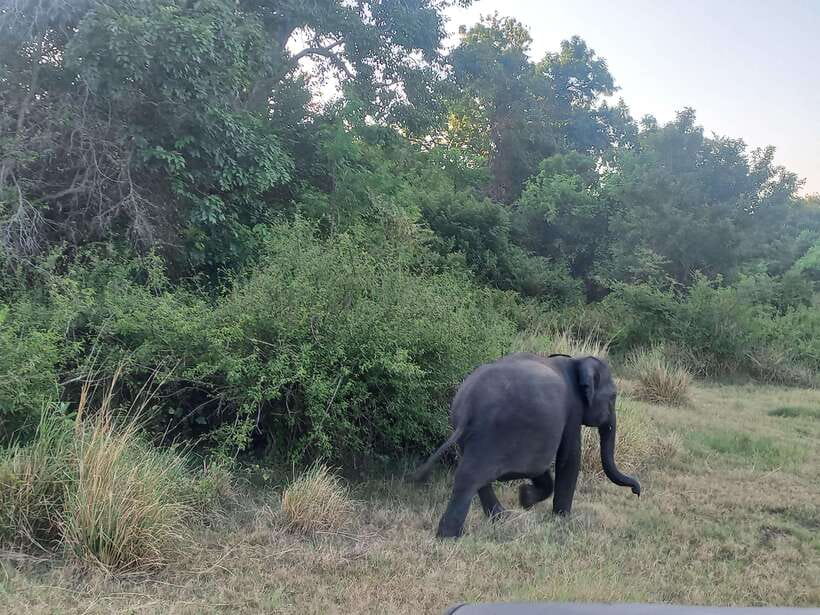 From Dambulla: Minneriya National Park wild Jeep Safari - Three hours among Minneriya’s animals