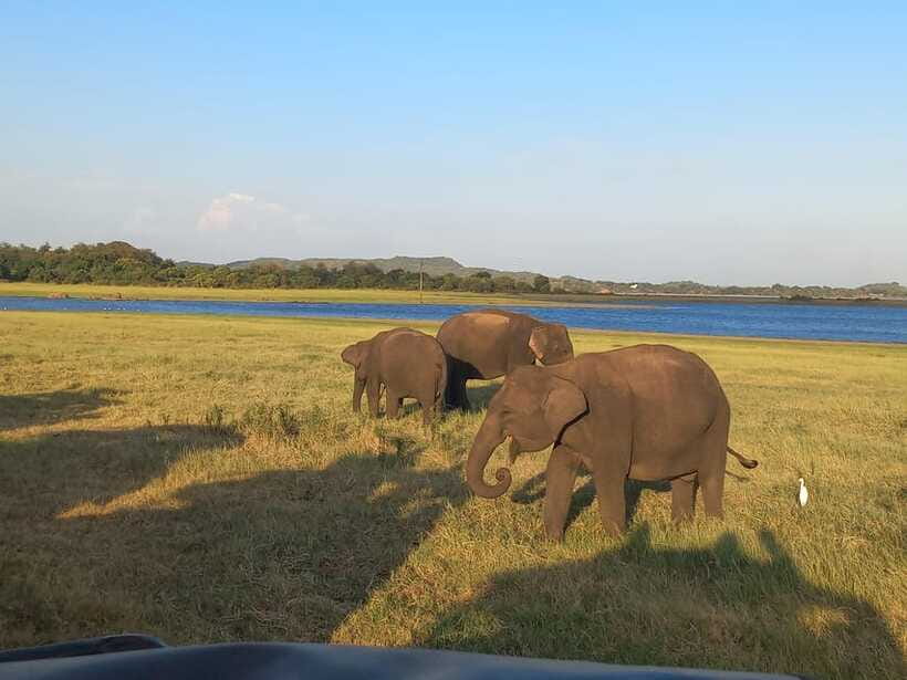 From Dambulla: Minneriya National Park wild Jeep Safari - Minneriya Lake and the historic dam
