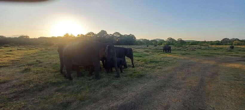 From Dambulla: Minneriya National Park wild Jeep Safari - What the $50 price really covers