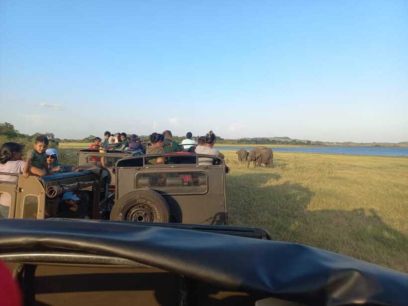 From Dambulla: Minneriya National Park wild Jeep Safari - Private touring and the guide experience
