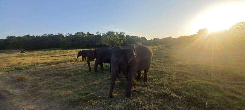 From Dambulla: Minneriya National Park wild Jeep Safari - What to pack for a comfortable morning or afternoon