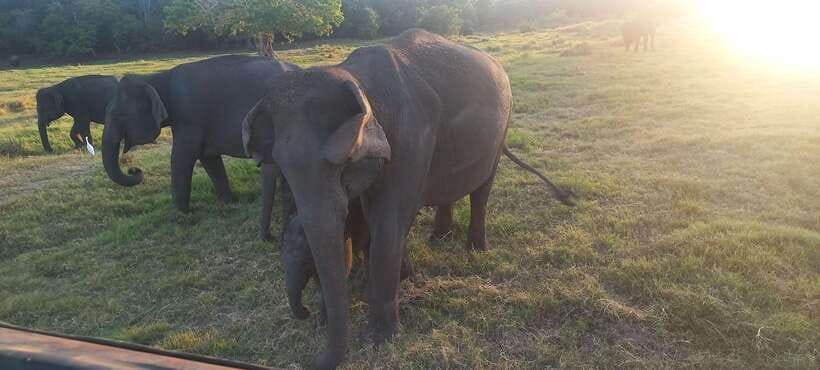 From Dambulla: Minneriya National Park wild Jeep Safari - Who should book this Minneriya safari