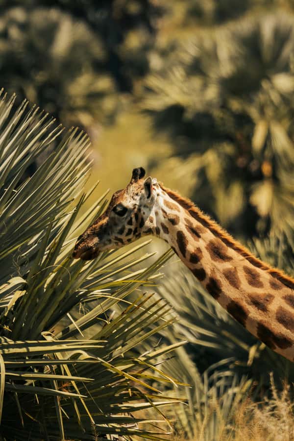 From Dar es Salaam: Mikumi National Park Day Trip - Key points at a glance