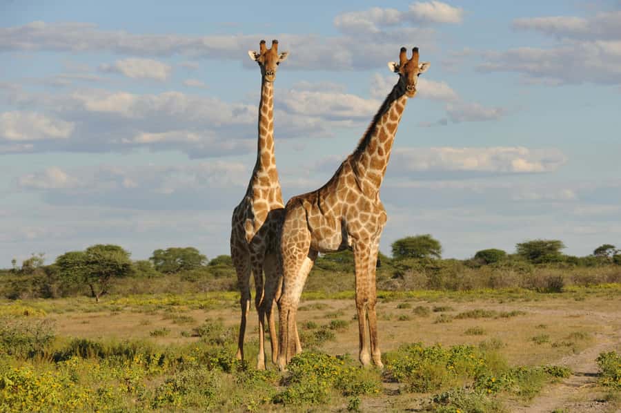 From Dar es Salaam: Mikumi National Park Day Trip - Why Mikumi works as a day trip