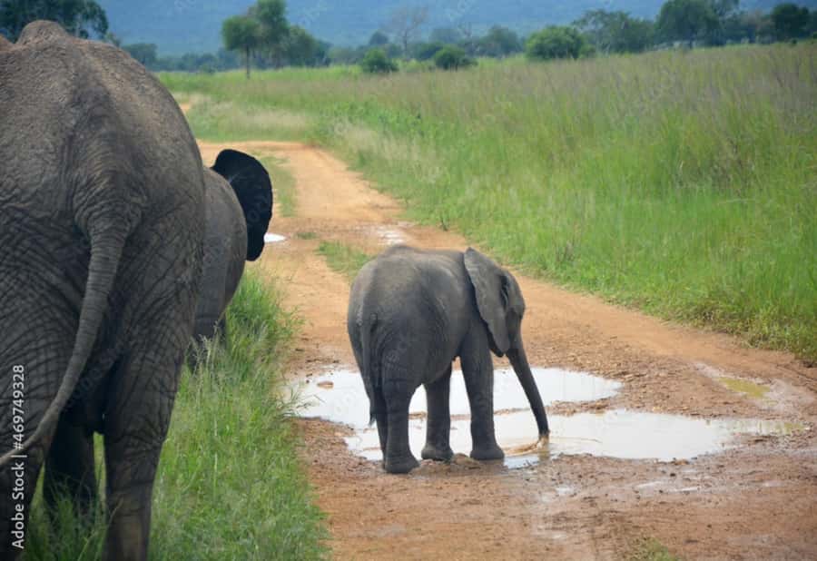 From Dar es Salaam: Mikumi National Park Day Trip - Lunch, photos, and the tree of life