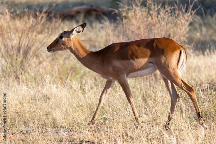 From Dar es Salaam: Mikumi National Park Day Trip - A small group with personal attention