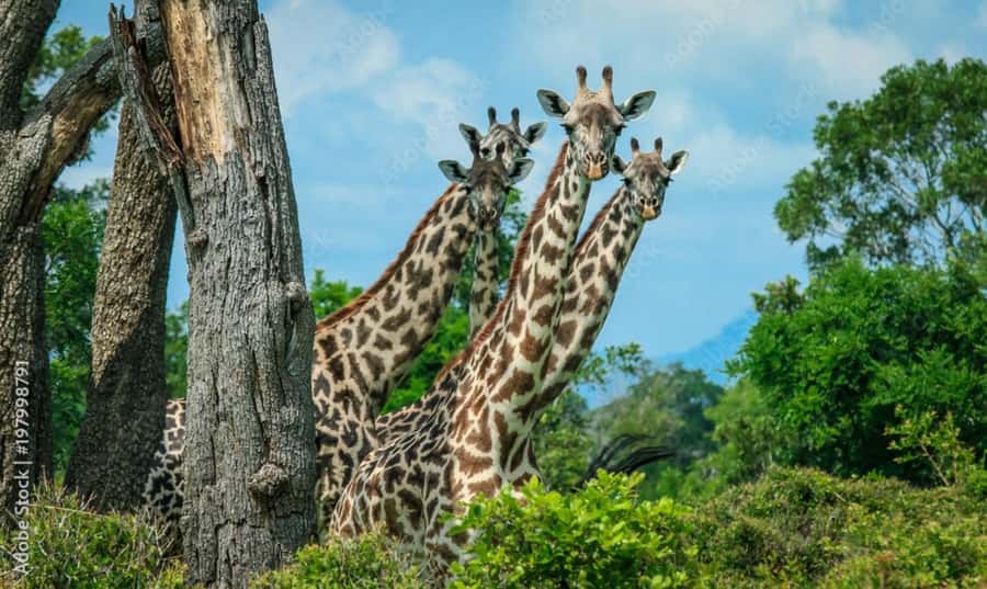 From Dar es Salaam: Mikumi National Park Day Trip - Is $280 a fair price?