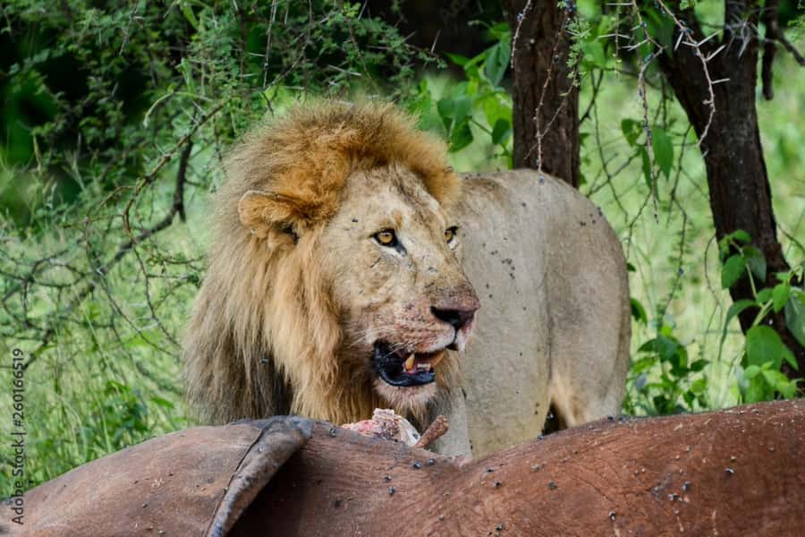 From Dar es Salaam: Mikumi National Park Day Trip - Booking details worth checking