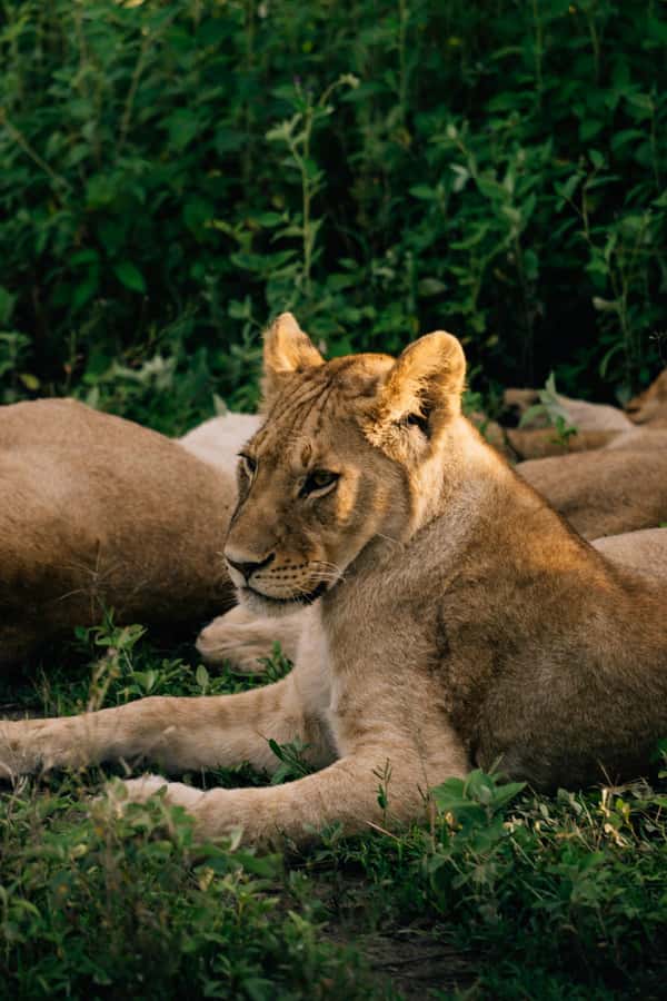 From Dar es Salaam: Mikumi National Park Day Trip - The early Dar es Salaam departure