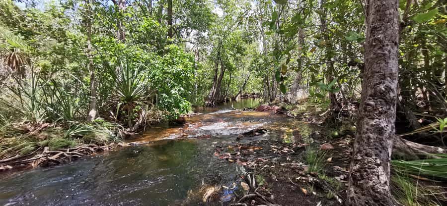 From Darwin: Litchfield National Park Small-Group Day Trip - Food, water, and the heat