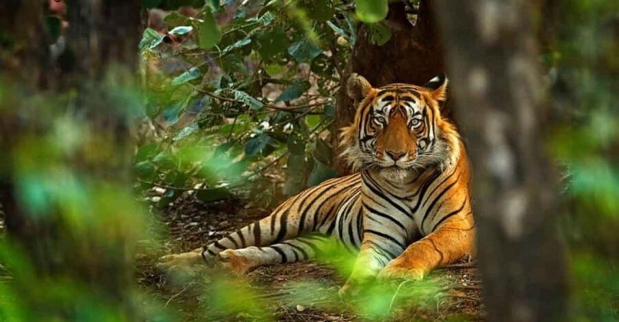 From Delhi: Ranthambore National Park Day Trip with Safari - The real appeal: tiger country from Delhi