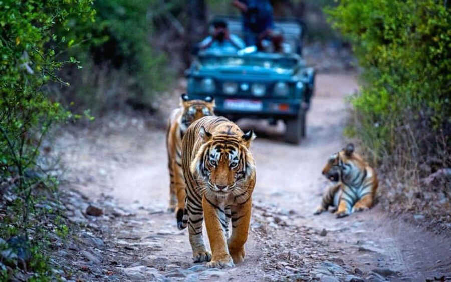 From Delhi: Ranthambore National Park Day Trip with Safari - Leaving Delhi at 5:00 AM