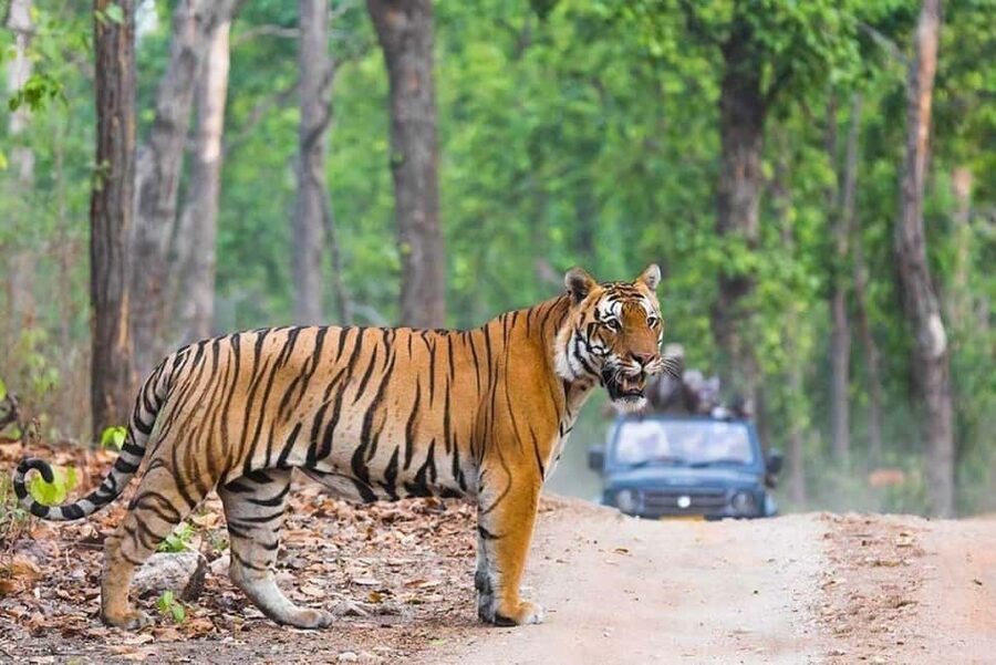 From Delhi: Ranthambore National Park Day Trip with Safari - Four hours in an open jeep