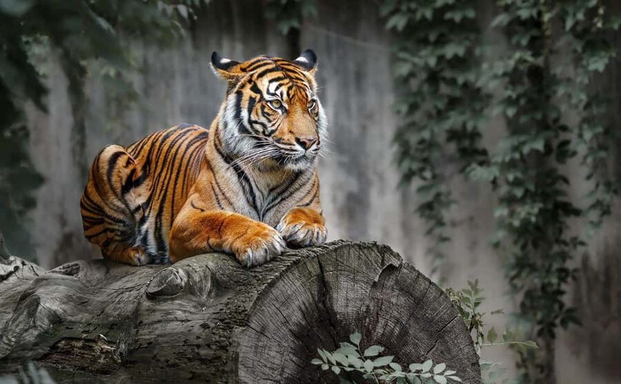From Delhi: Ranthambore National Park Day Trip with Safari - Reaching Ranthambore before the safari