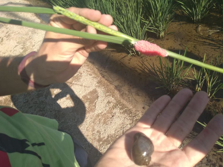From Deltebre: Ebro Delta National Park Multi-Stop Day Trip - The Illa de Mar wetland walk