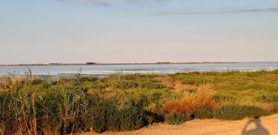 From Deltebre: Ebro Delta National Park Multi-Stop Day Trip - How the guides shape the experience