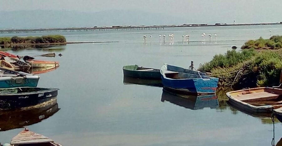 From Deltebre: Ebro Delta National Park Multi-Stop Day Trip - Starting at the Ecomuseum and entering rice country