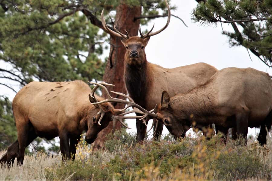 From Denver: Rocky Mountain National Park Day Trip and Lunch - Boulder and the Flatirons come first