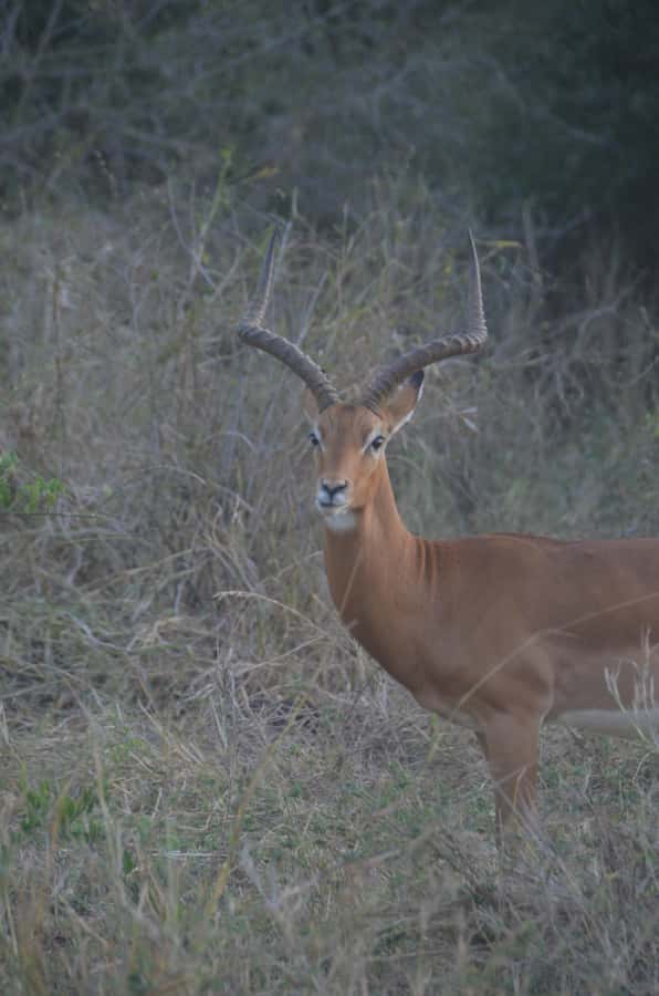 From Diani or Mombasa: Tsavo East National Park Day Trip - Why this Tsavo East day trip is worth the long road