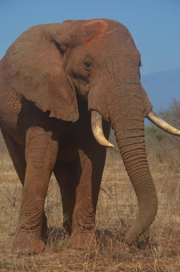From Diani or Mombasa: Tsavo East National Park Day Trip - Sunrise from Diani or Mombasa