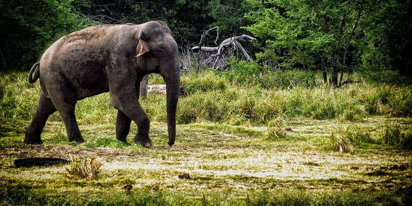 From Ella: All Inclusive Udawalawe National Park Safari - The private jeep safari inside Udawalawe